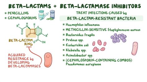 beta lactamase antibiotics